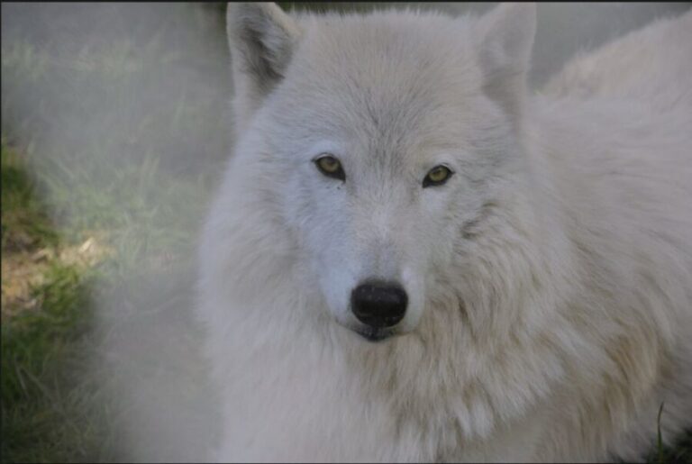 Tidewater: White Wolf Sanctuary Tour and Presentation - Who Will Love This Tour?