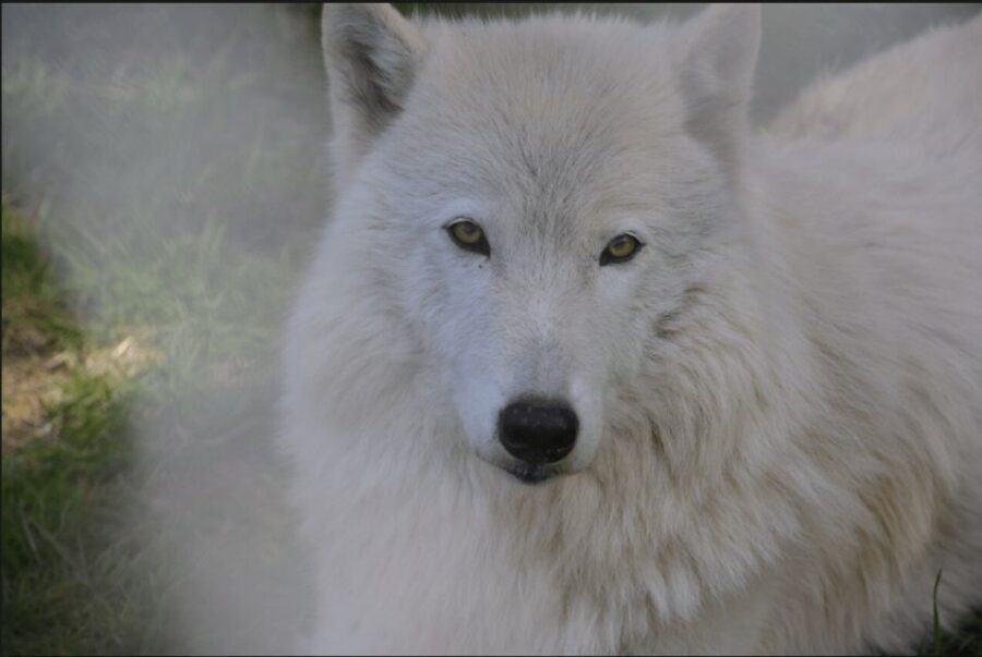 Tidewater: White Wolf Sanctuary Tour and Presentation - Who Will Love This Tour?