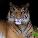 Tiger Experience at Melbourne Zoo - excl. entry - Final Thoughts: Is the Tiger Experience Worth It?