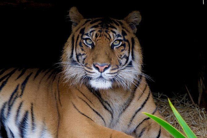 Tiger Experience at Melbourne Zoo - excl. entry - Final Thoughts: Is the Tiger Experience Worth It?