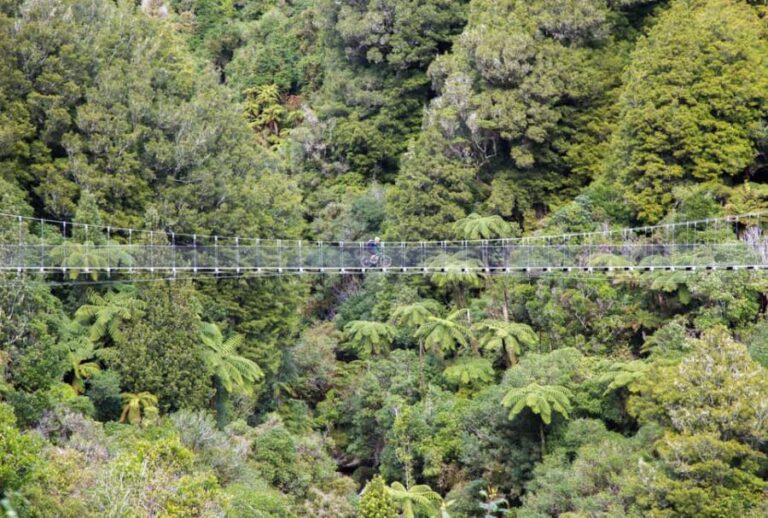 Timber Trail One Day Mountain Bike Ride - Shuttle Service - The Experience from the Reviews