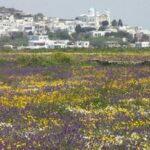 Tinos Island Tour from Mykonos - The Itinerary: What to Expect