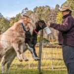 Tirana/Durrës/Golem: Farm Tour with Cheese & Raki Tasting - Practical Details and What to Expect