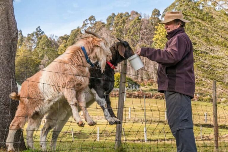 Tirana/Durrës/Golem: Farm Tour with Cheese & Raki Tasting - Practical Details and What to Expect
