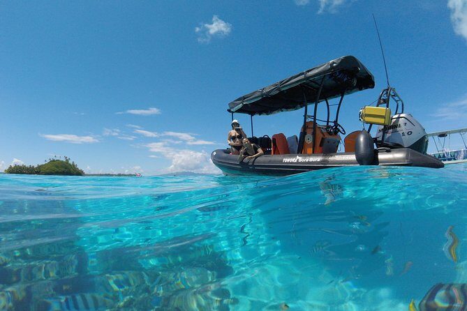 Tohora Bora Bora Snorkeling Lagoon Tours - The Marine Life Encounters
