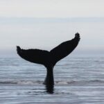 Top-Rated Snorkeling in Silfra & Whale Watching | Self-Drive from Reykjavik - Who Will Love This Tour?