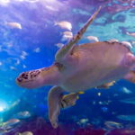 Toronto: Ripley's Aquarium of Canada Entry Ticket - FAQs