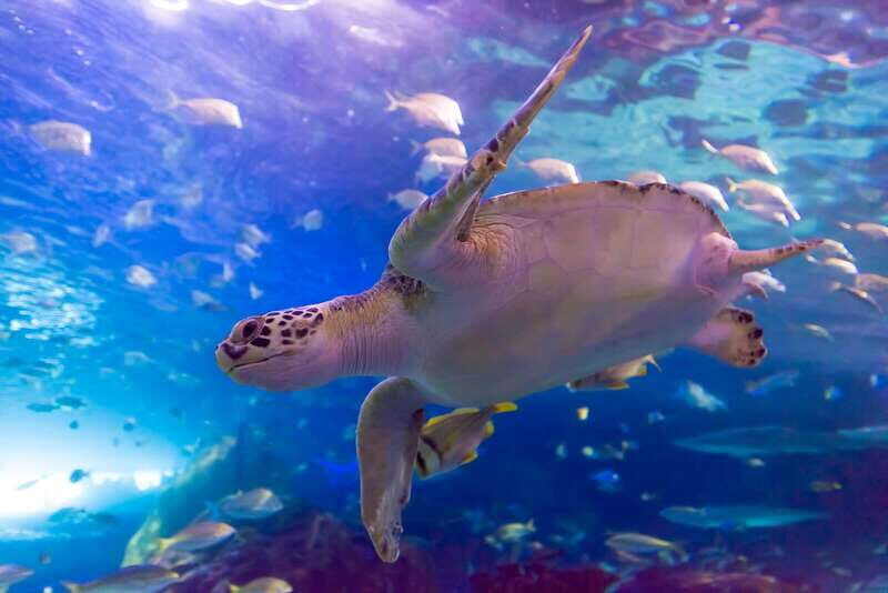 Toronto: Ripley's Aquarium of Canada Entry Ticket - FAQs
