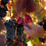 Torre de Moncorvo: Douro Valley Wine Farm & Rural Workshops - Why This Tour Offers Great Value