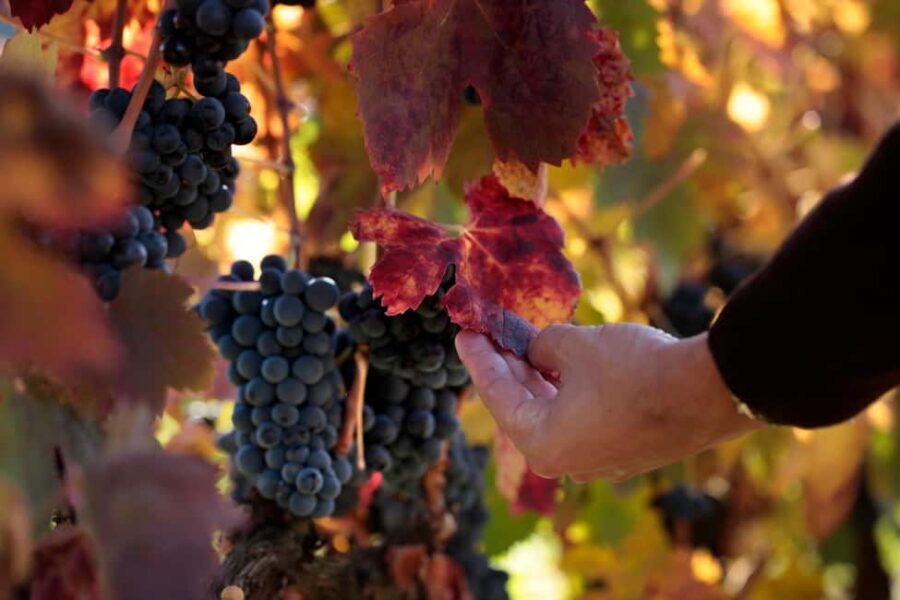 Torre de Moncorvo: Douro Valley Wine Farm & Rural Workshops - Why This Tour Offers Great Value
