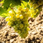 Tour and Premium wine tasting at Duca di Salaparuta - Who Will Enjoy This Experience?