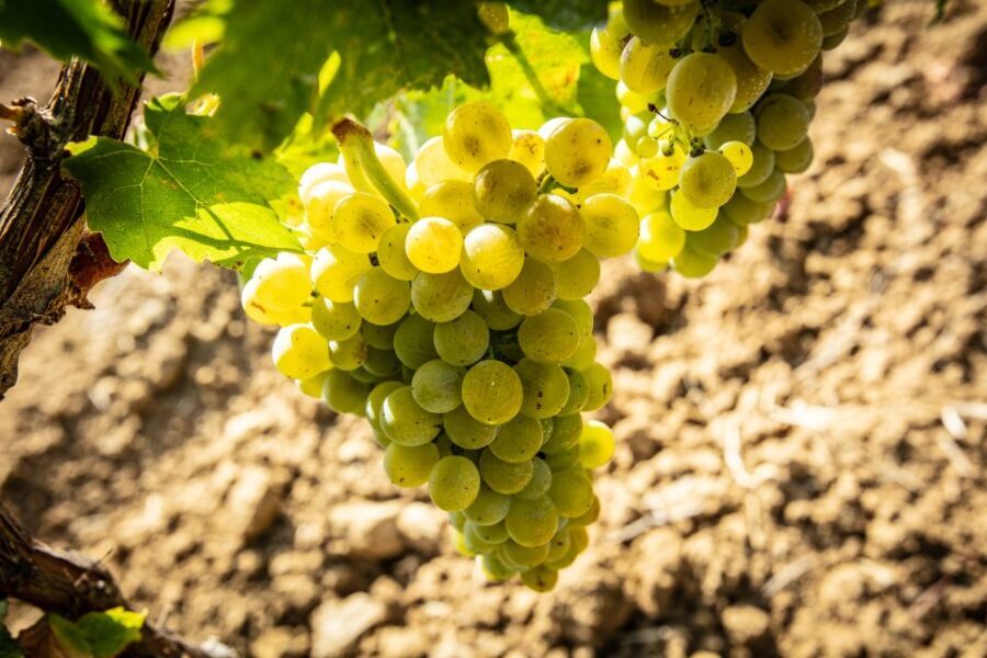 Tour and Premium wine tasting at Duca di Salaparuta - Who Will Enjoy This Experience?