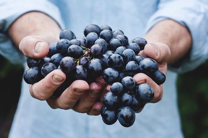 Tour Etna & Wine Tasting - Who is This Tour Best For?
