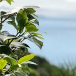 Tour from Genoa to Portofino,Santa Margherita and Camogli - Real Experiences from Travelers