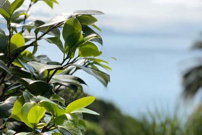 Tour from Genoa to Portofino,Santa Margherita and Camogli - Real Experiences from Travelers