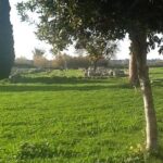 Tour Herculaneum and Pompeii ruins included pizza - Who Should Book This Tour?