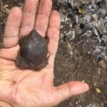 Tour Herpetologico - Itinerary Breakdown: What You Can Expect