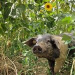 Tour of the Alpacas and the pigs of Cinta Senese in Montepulciano - Who Should Consider This Tour?
