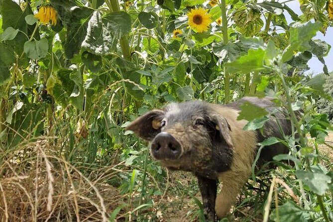 Tour of the Alpacas and the pigs of Cinta Senese in Montepulciano - Who Should Consider This Tour?