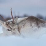 Tour of the authentic fjords of Kvaløya to Sommarøy - Who Should Consider This Tour?