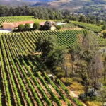 Tour of the vineyards, organic vegetable garden and animal farm. - Organic Vegetable Garden: Aromas and Flavors
