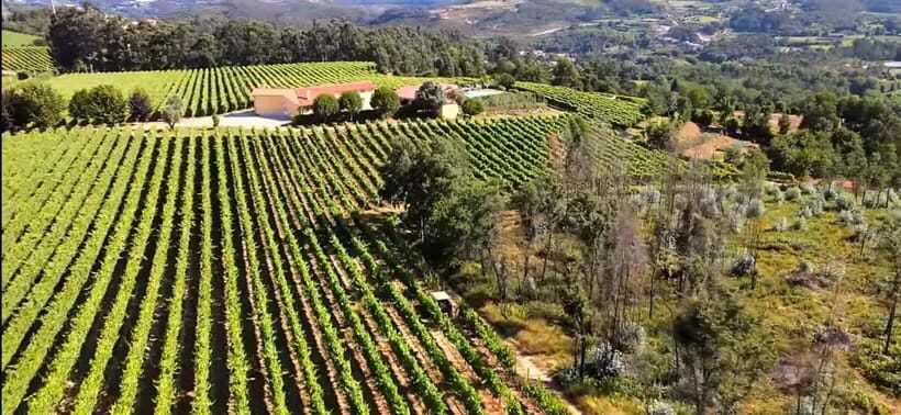 Tour of the vineyards, organic vegetable garden and animal farm. - Organic Vegetable Garden: Aromas and Flavors
