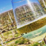 Tour & Tasting at Cantine Capitani - An In-Depth Look at the Experience