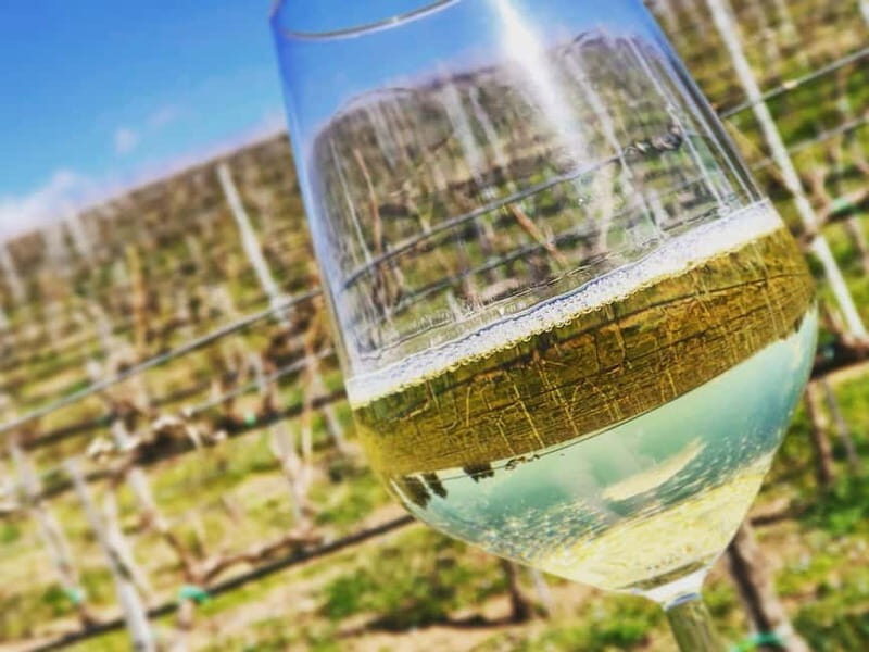 Tour & Tasting at Cantine Capitani - An In-Depth Look at the Experience