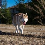 Tour to Husky Park with Cani-Cross Hike - The Experience: What Makes It Special?