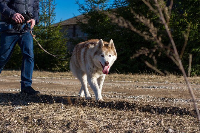 Tour to Husky Park with Cani-Cross Hike - The Experience: What Makes It Special?