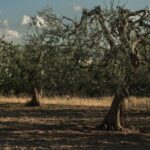 Tour tra i Templi dell'Olio e gli Olivi Patriarchi - Who Will Enjoy This Tour?