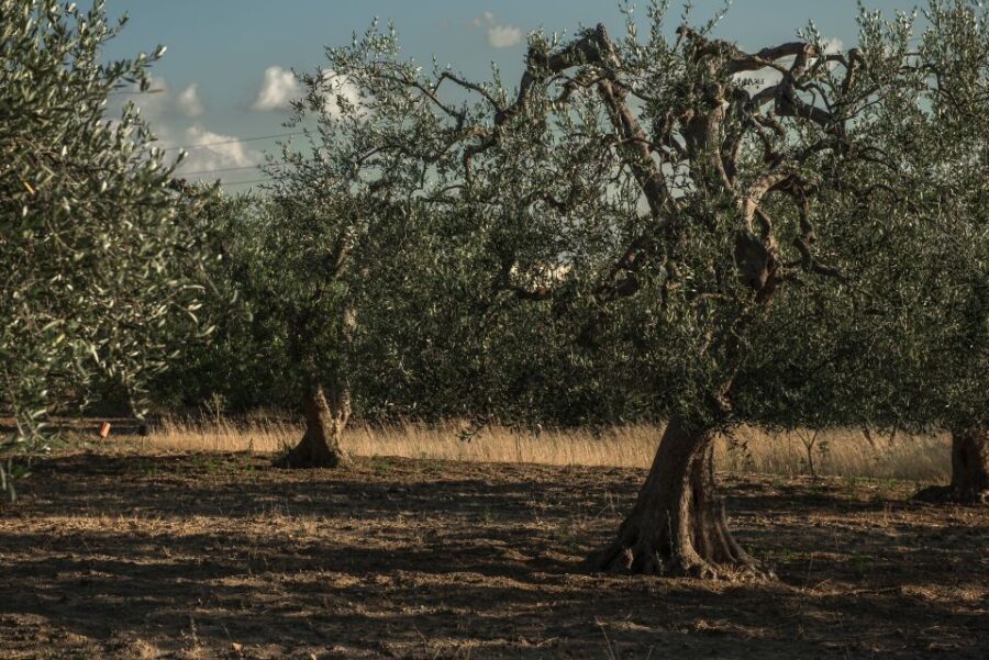 Tour tra i Templi dell'Olio e gli Olivi Patriarchi - Who Will Enjoy This Tour?