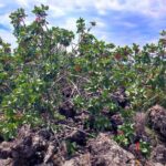 tour with tasting in the Bronte pistachio plantations - Authentic Small-Group Experience