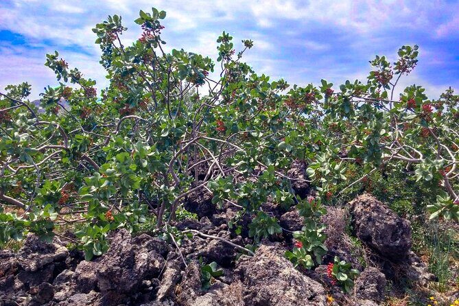 tour with tasting in the Bronte pistachio plantations - Authentic Small-Group Experience