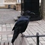 Tower of London Private Tour - Exploring the Tower of London: A Deep Dive