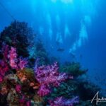 Townsville or Magnetic Island: Yongala Wreck Dive Day Trip - A Deep Dive into the Yongala Wreck Experience