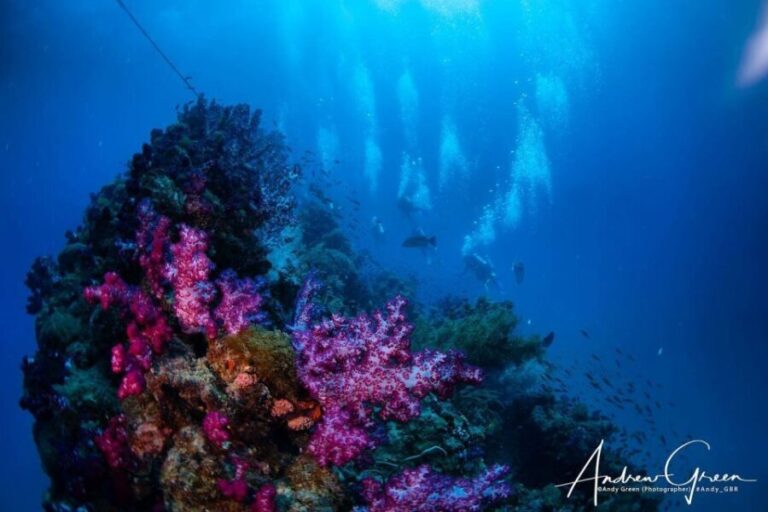 Townsville or Magnetic Island: Yongala Wreck Dive Day Trip - A Deep Dive into the Yongala Wreck Experience