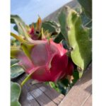 Traditional Olive Grove and Dragon Fruit Farm Tour - Why It Works for Travelers