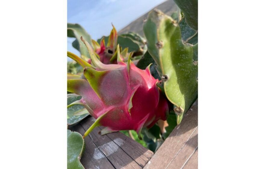Traditional Olive Grove and Dragon Fruit Farm Tour - Why It Works for Travelers