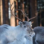 Traditional Reindeer Farm Visit with a Short Sleigh Ride - An In-Depth Look at the Reindeer Farm Tour