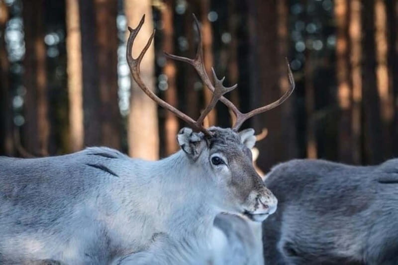 Traditional Reindeer Farm Visit with a Short Sleigh Ride - An In-Depth Look at the Reindeer Farm Tour
