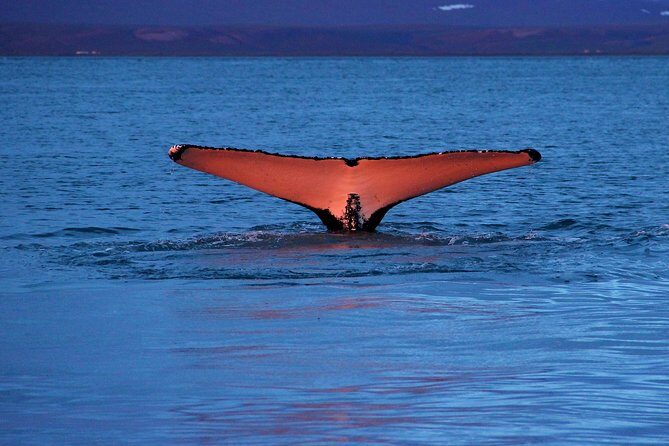 Traditional Whale Watching from Húsavík by Local Family Company - Frequently Asked Questions