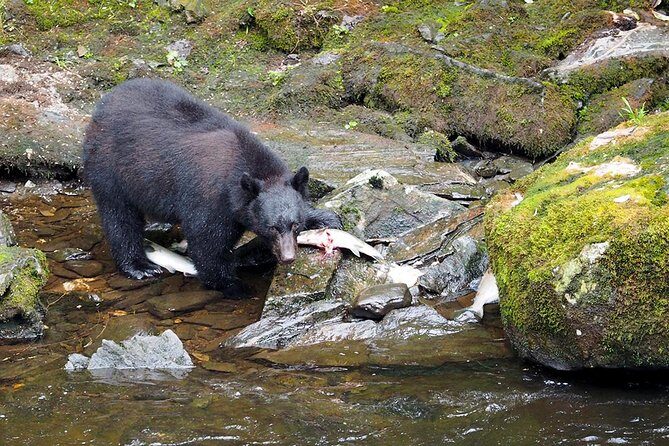 Traitors Cove Bear Viewing - The Sum Up: Who Should Sign Up for This Tour?