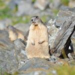 Transfagarasan, Vidraru and Poenari Fortress Tour from Sibiu - Who Is This Tour Best For?