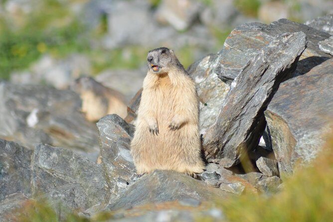 Transfagarasan, Vidraru and Poenari Fortress Tour from Sibiu - Who Is This Tour Best For?