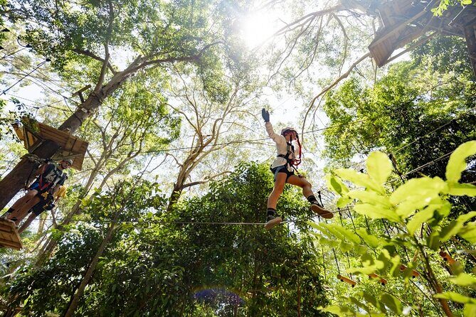 TreeTop Challenge Currumbin Wildlife Park - Why This Tour Offers Great Value