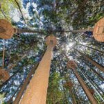 Treetops Adventure The Hills - Tree Ropes Course - Who Should Consider This Tour?