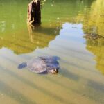 Trekking in the Wood with picnic on the turtles lake - Who Will Love This Tour?