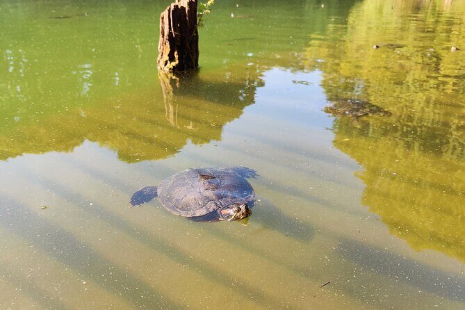 Trekking in the Wood with picnic on the turtles lake - Who Will Love This Tour?