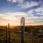 Trier: Discovery tour - Germany's oldest wine cellar - Who Will Love This Tour?